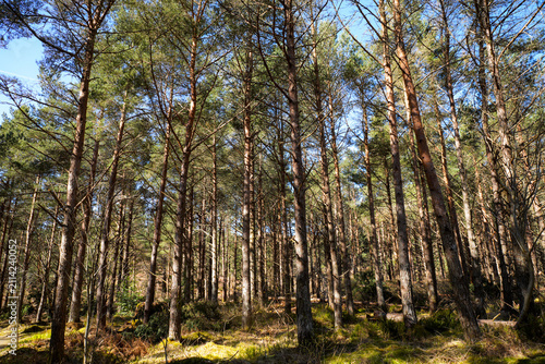 Obraz na plátně A sparse pine grove with tall, straight tree trunks and an uneven, hilly forest floor in the Beinn Eighe National Nature Reserve in Scotland