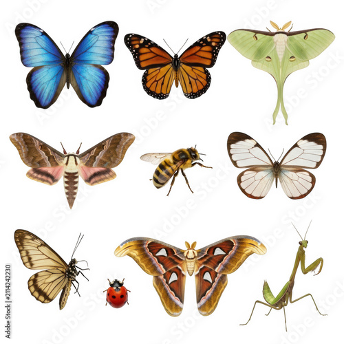 Colorful vector illustration set of butterflies and insects isolated on transparent background, isolated on white background