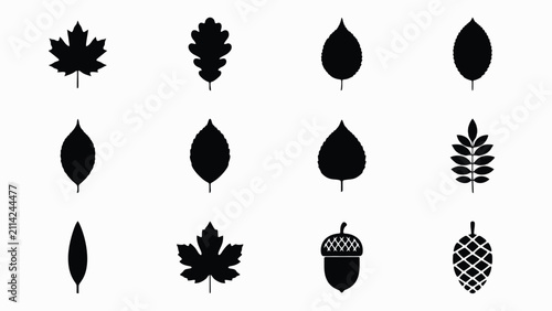 Slika na platnu Black and white minimalist botanical leaf and acorn vector illustration collecti