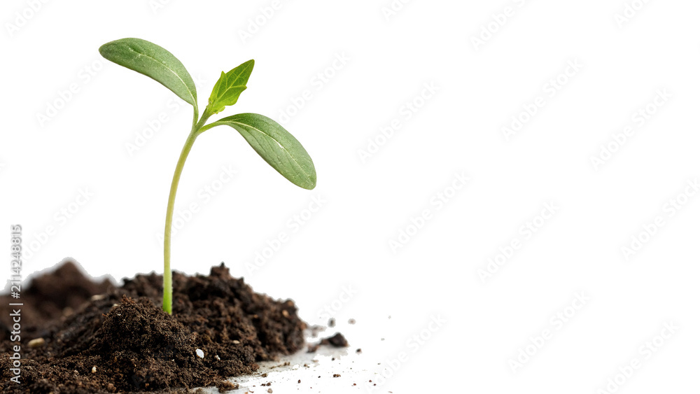 Obraz premium Small green plant sprout growing from fertile soil isolated on transparent background cut out