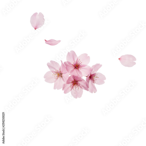 Vibrant pink cherry blossom petals scattering against a white studio background with soft lighting and a blurred bokeh effect, romantic spring atmosphere