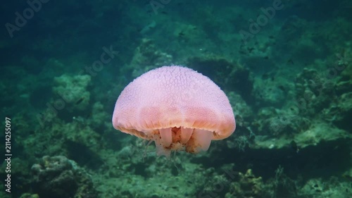 Blubber jellyfish swimming over tropical coral reef, Rhizostomeae marine species in green ocean water, underwater wildlife documentary background