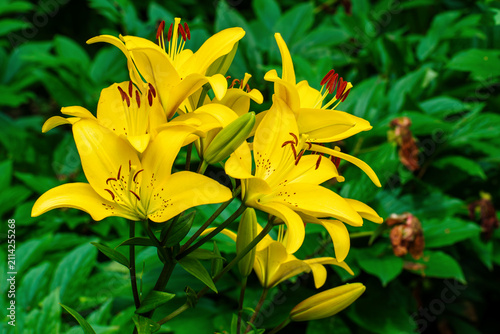 Vibrant Yellow Lily Flowers Blooming in Lush Green Summer Garden