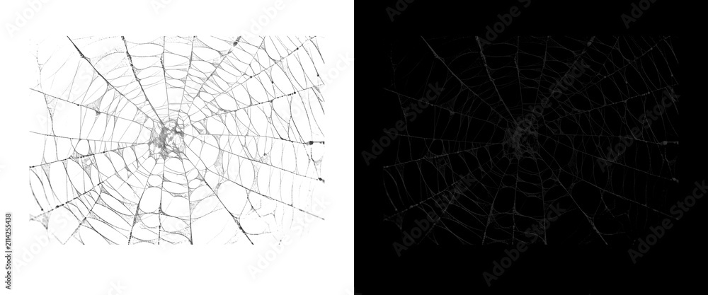 Fototapeta premium Spider web texture overlay set, intricate cobweb patterns on black and white backgrounds, spooky halloween design elements for horror and nature projects