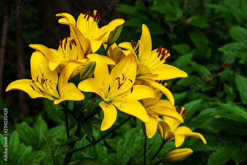 Vibrant Yellow Lily Flowers Blooming in a Lush Green Garden Setting