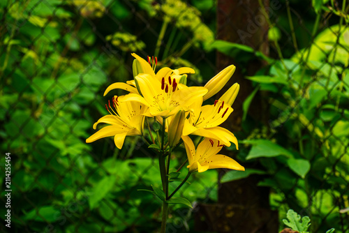 Bright Yellow Lily Flowers Blooming with Fresh Buds in Summer Garden