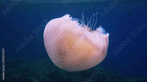 Large medusa jellyfish drifting under sea surface in clear blue water, natural marine life behavior, underwater documentary .