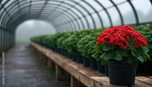 Greenhouse tunnel with rows of potted red flowers and green foliage