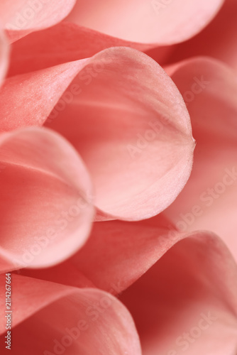 Beauty nature geometric pattern of delicate white pink petals of soft focus blooming dahlia flower. Flowering beautiful background for feminine visual stories, wedding romantic design, greeting card.