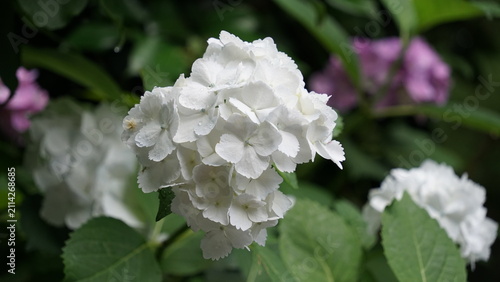 紫陽花