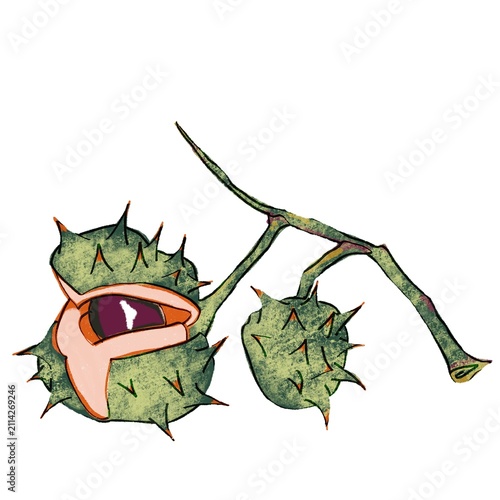 Obraz na plátne Two horse chestnuts on branch illustration, open and closed green spiky conkers