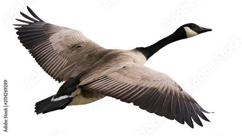 Foto Canada goose with outstretched wings flying, isolated on transparent background