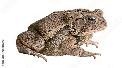 Fotografía Brown warty toad with dark stripes, isolated on transparent background