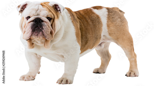 Fotografie Stocky brown and white English Bulldog standing, isolated on transparent backgro