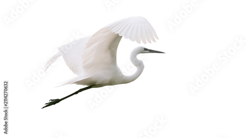 Obraz na plátně Graceful white egret bird with wings spread wide flying, isolated on transparent