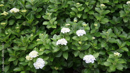 紫陽花