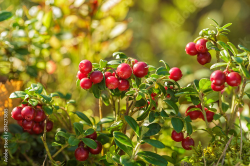 bush of fresh wild ripe cowberry in a forest