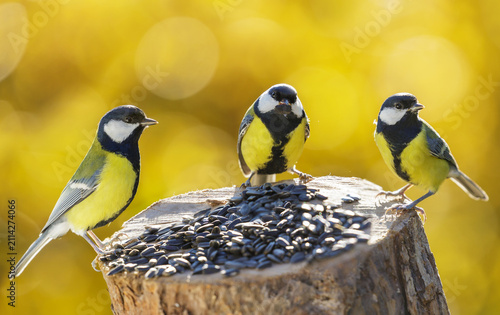 Close up of little birds perching on a bird feeder with sunflower seeds on autumn background. Great tit