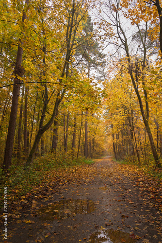 Empty road winding through vibrant autumn forest with tall trees and golden foliage. Nature landscape for background or design element.