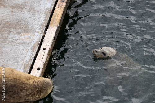 Two harbor seals swimming beside a wooden dock
