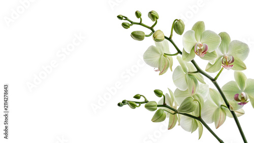 Foto Branch of blooming light green orchid flowers isolated on transparent background