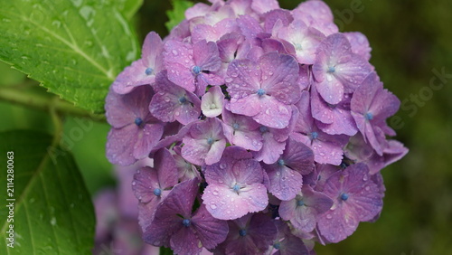 紫陽花