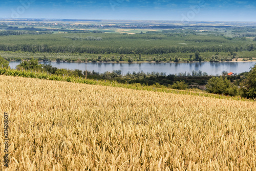 Bild auf Leinwand Golden wheat field sloping toward a wide river valley on a sunny summer day