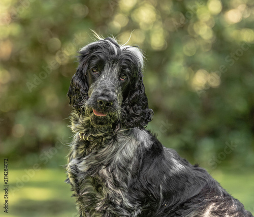 Foto Blue Roan English Cocker Spaniel Face Portrait Looking at Camera