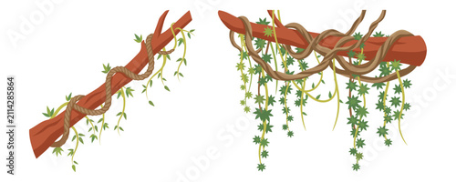 Фотография Jungle branches entwined with vines and leaves.