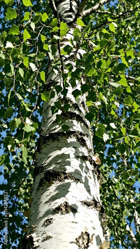 Low-angle view of a silver birch tree trunk with green leaves against a blue sky on a bright day