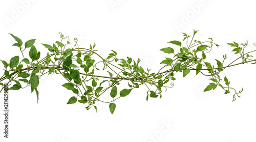 Green ivy plant with small leaves