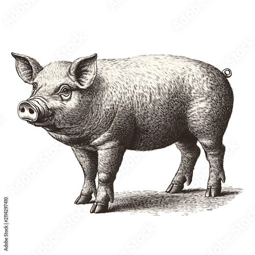 Pig and pork products collection