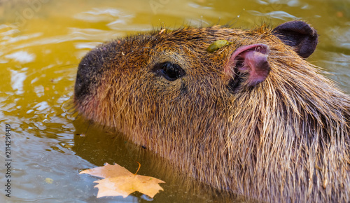 The capybara only shows its head while cooling off in the bath during summer