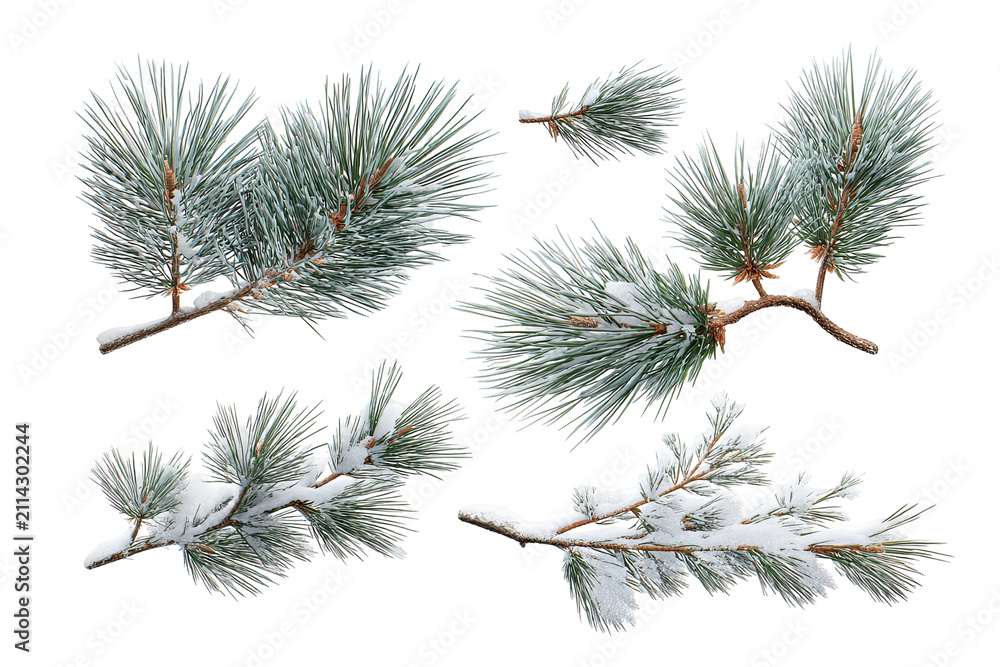 Obraz premium Winter pine branch set isolated on transparent background, realistic evergreen foliage PNG cutout collection with natural green needles