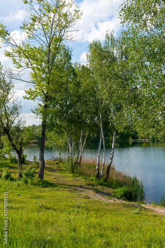 Silver birch trees, Betula pendula, grow along the grassy shore of a calm freshwater lake. White bark, delicate green foliage, shoreline reeds and clear reflections create a tranquil spring landscape 