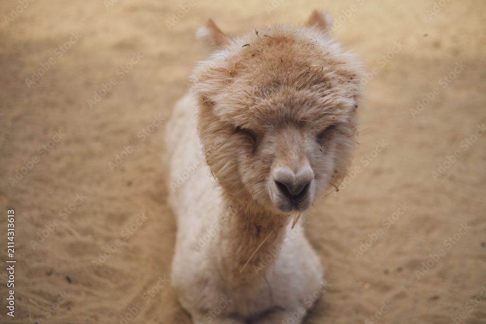 Fototapeta premium Alpaca resting on sandy ground. Fluffy animal with closed eyes in a serene outdoor setting. Close up portrait of a camelid showcasing unique fur texture and calm farm life concept.