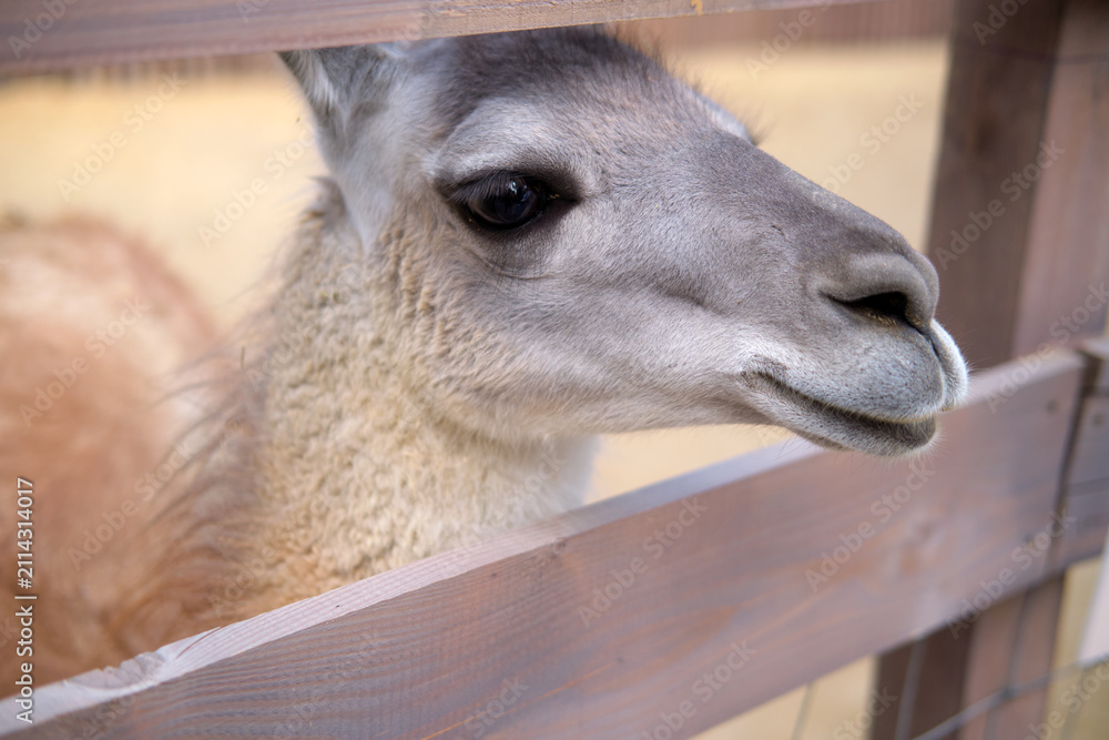 Fototapeta premium Llama head peeking through wooden fence in zoo. Portrait of curious animal in farm environment. Wildlife conservation and nature study concept. Domesticated mammal in paddock enclosure.