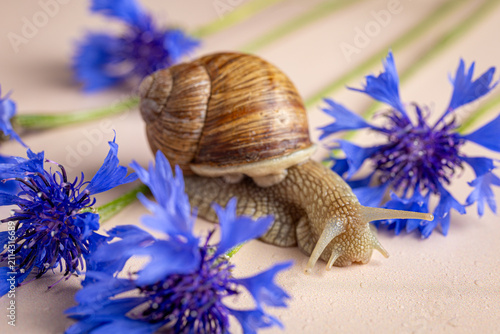 A garden snail slowly crawling among blue cornflowers