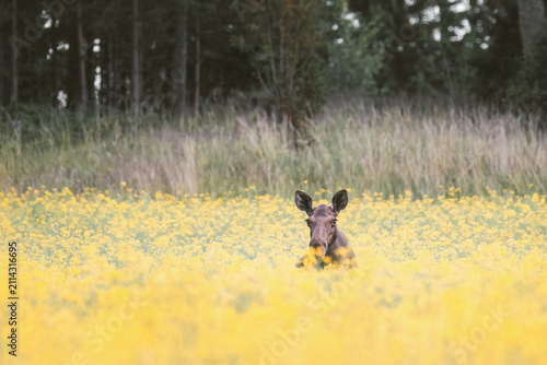 Female moose peeking from a yellow flower field