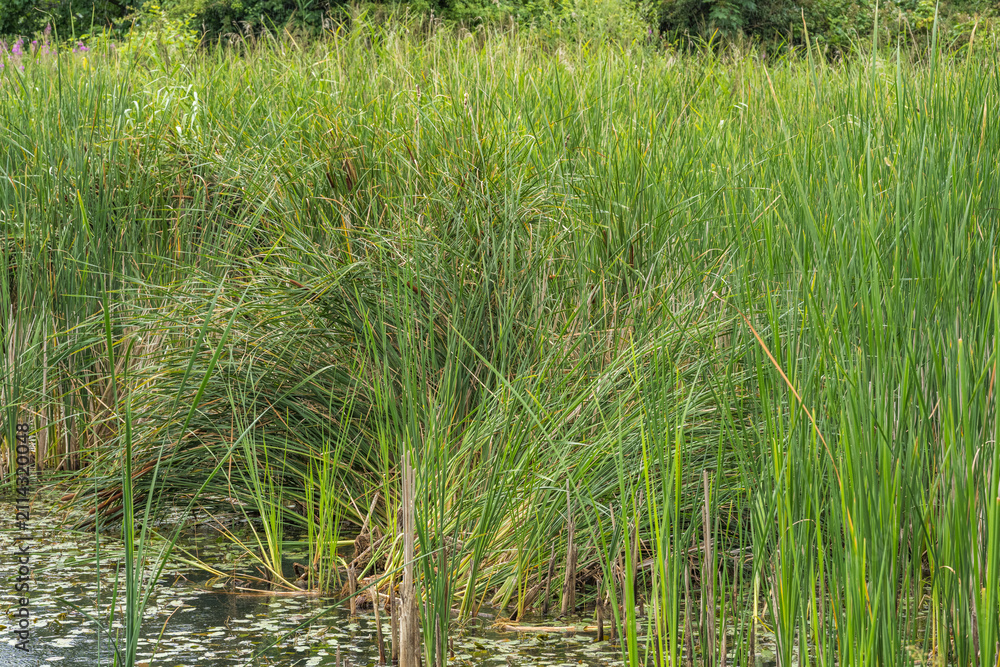 Fototapeta premium Dense Slender Sedge and Cattail Reeds along Wetland Shoreline