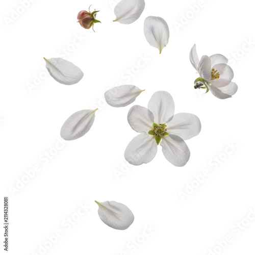 Delicate white apple blossom petals with translucent edges falling in a minimalist white studio background with soft bokeh. Spring serenity atmosphere