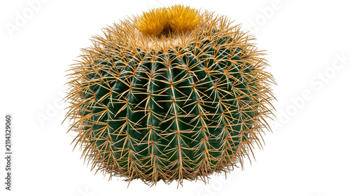 Фотография Golden barrel cactus with yellow flower on top