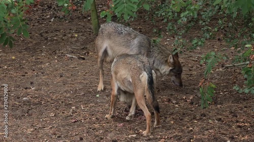 Two Female Wolves Share Prey Peacefully