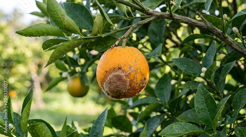 Rotten orange hanging on tree branch. Damaged citrus fruit with mold in an orchard.