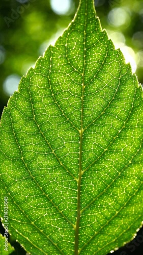 Detailed close-up of a vibrant green leaf with sunlight illuminating the delicate vein structure and organic texture