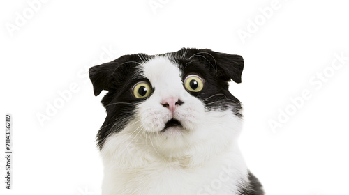 Canvastavla Black and white cat with wide eyes and open mouth