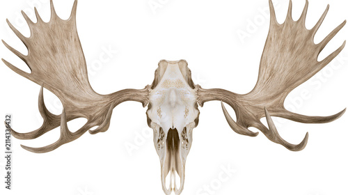 Moose skull with large palmate antlers, detailed bone structure