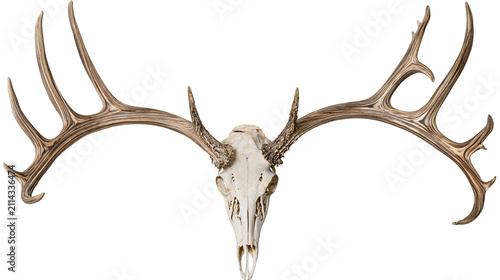Foto Large deer skull with impressive antlers