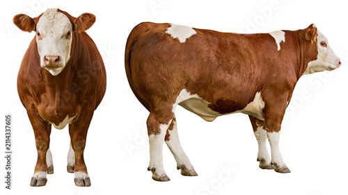 Brown and white Hereford cow standing, front and side view