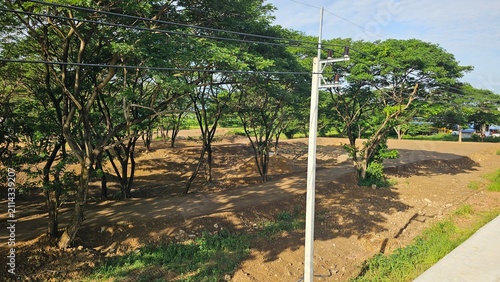 rows of palm trees